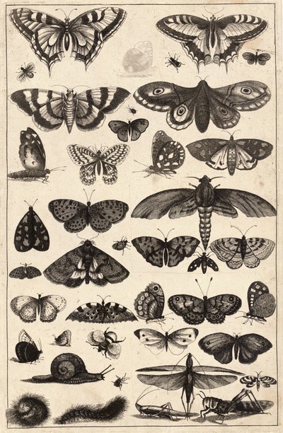 Forty-One Insects by Wenceslaus Hollar